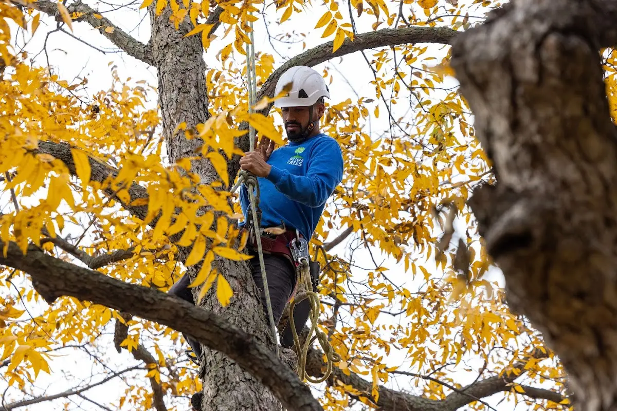 Skilled Tree Pruning crew working in Crawfordsville